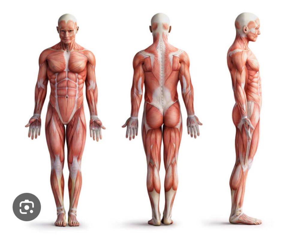 Qu’est-ce que la Hijama